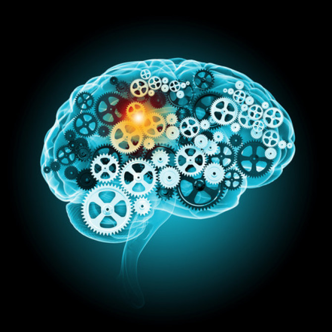 human-brain-xs.jpg human-brain-xs.jpg